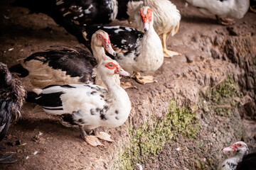 Ducks in the farm. Copy space. Soft focus.