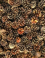 pine cone, cones, pines, fruit leaves, woody, nature, factual, background, brown, natural, many, 