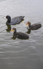 Close-up of Coot family (the Black red-eyed adult waterbird, fulica atra, common coot) and coot chicks (coot babies) swimming in open water in summer. Motherhood, care and love concept.