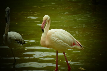 flamingo in the water