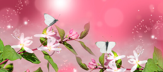 Pink decorative flowers with green leaves on a soft red background background. In the early morning, a butterfly flies over a flower.Spring pattern, panorama with a copy of the space