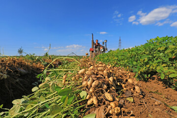 Farmers use machinery to harvest peanuts in the fields