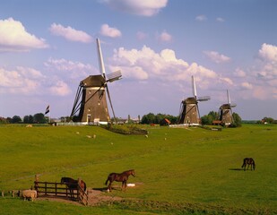 netherlands, leidschendam, windmills, sheep and, horses of the pasture, europe, cloudy sky, horses, gate, sheep, nature, outside,  - obrazy, fototapety, plakaty