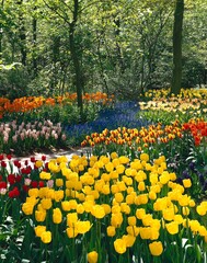 netherlands, south-holland, keukenhof, flower park, tulips, hyacinths, holland, lisse, flower beds,...