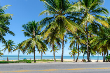 Fototapeta premium Coconut trees by the sea in sunny day and blue sky in Porto Seguro beach, Bahia, Brazil