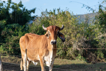 Dairy cows in rural confinement area.