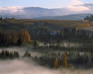 new zealand, south island, otago, roxburgh, valley of the clutha river, morning mood, woodland, forest, landscape, nature, fog, morning, mood, trees, 