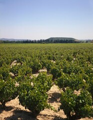 Fototapeta na wymiar france, rhone valley, near avignon, wine-growing area, europe, tavel, wine-growing, vines, vineyards, economy, agriculture, wine, growing area, cultivation, landscape, wide, far, sunny, deserted, 