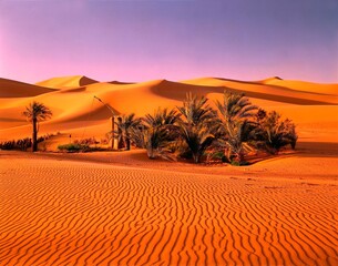 Fototapeta na wymiar north africa, algeria, sahara, great, western erg, oasis near quled khoder, africa, desert, sand dunes, dune landscape, great erg, drought, dunes, dryness, heat, nature, landscape, 
