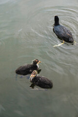 Close-up of Coot family (Black red-eyed adult waterbird, fulica atra, common coot) and coot chicks (coot babies) swimming in open water in summer, Scotland. Motherhood, care and love concept.
