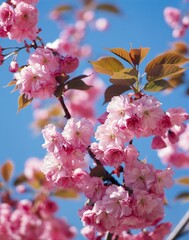 detail, japanese cherry tree, branch, blossoms, spring, fruit tree, blossom, cultivation, flowering cherries, ornamental cherries, blossom branch, pink, 