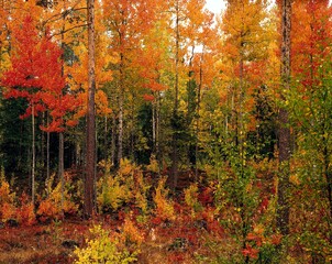 Fototapeta premium mixed forest, autumn, season, forest, autumnal, trees, deciduous trees, birches, poplars, autumn colours, autumn leaves, colourful, nature, vegetation, wooded, 