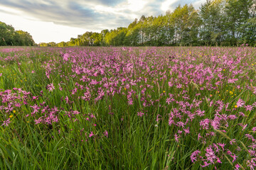 Naklejka premium Lychnis cuckoo flower in a spring meadow.