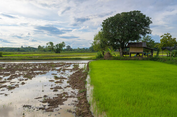 Fototapeta na wymiar Rice field Rice cultivation season
