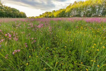 Lychnis cuckoo flower in a spring meadow.