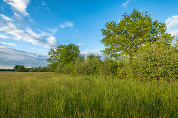 landscape with trees and sky