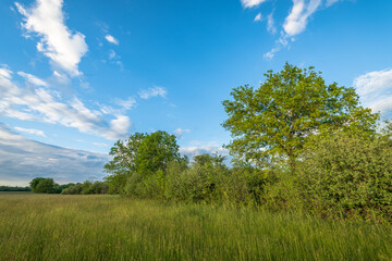 Obraz premium field and blue sky