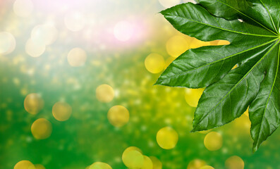 Creative layout of green tropical leaves on colored background. Minimal summer concept with copy space. Summer background.