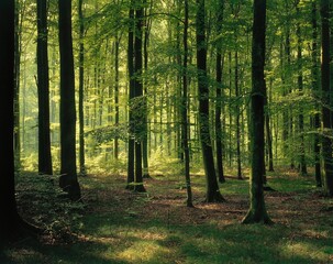 beech forest, summer, forest, deciduous forest, beech trees, season, summerly, trees, tree trunks, nature, habitat, 