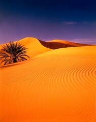 north africa, algeria, sahara, date palm, sand dunes, africa, desert, dune, dunes, sand, palm,...
