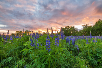 Fototapeta na wymiar Purple blue lupine flowers in a spring meadow.