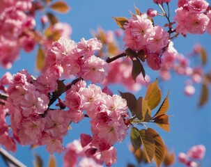 cherry tree, detail, branch, blossom, cherry blossoms, japanese, japanese cherry tree, tree, fruit...