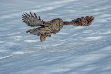 Great gray owl in flight