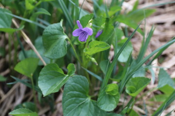 尾瀬/6月。　まだ水芭蕉が咲き残る初夏の尾瀬ヶ原。湿原に咲く花「オオバタチツボスミレ」