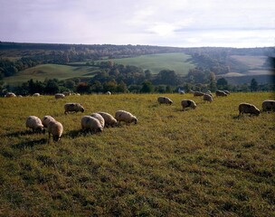 Obraz premium great britain, scotland, highland valley, sheep, 