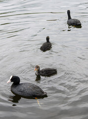 
Close-up of Coot family (Black red-eyed adult waterbird, fulica atra, common coot) and coot chicks (coot babies) swimming in open water in summer, Scotland. Motherhood, care and love concept.
