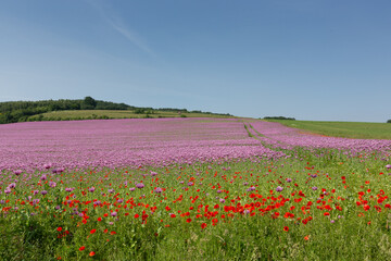 Ein Feld mit Schlafmohn und Klatschmohn im Vordergrund vor blauem Himmel.