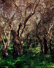 yugoslavia, montenegro, stari bar, olive trees, nature, trees, olea, up to 2000 years old, forest, ferns, plants, vegetation, 