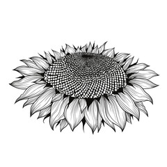 Sunflower flower vector black and white graphics, side view, isolated on white background, linocut, realistic drawing, line art. single sunflower. Seeds and petals. Agriculture, autumn sunflower seeds