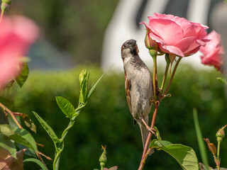 bird on a flower