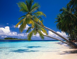 maldives, sea, palm beach, indian ocean, island, palm island, detail, palm trees, dream beach, dream island, water, shallow, clear, turquoise, deserted, nature, landscape, idyll, 