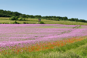 Ein Feld mit Schlafmohn und Hochsitz auf der Anhöhe vor blauem Himmel.