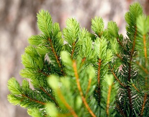 spruce branch, picea abies, shoots, tree, conifer, spruce, common spruce, norway spruce, twig, needles, fir needles, spruce needles, nature, growth, spring, detail, 