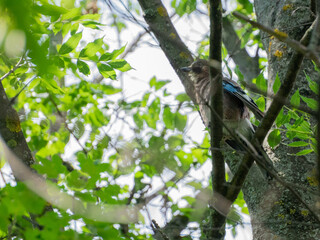 bird on a tree