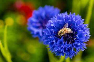 Cyanus segetum Kornblume Biene Bestäubung Pollen Nektar blau Imker ntensiv Farbe Feld ...