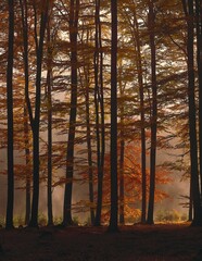 forest, beech trees, fog, autumn, autumn forest, season, deciduous trees, trees, beech forest, autumn foliage, autumnal, foggy, morning, morning mood, woody, 