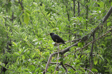 A common starling, also known as the European starling eating worms on an tree. Sturnus vulgaris.