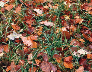 autumn leaves in the grass, 