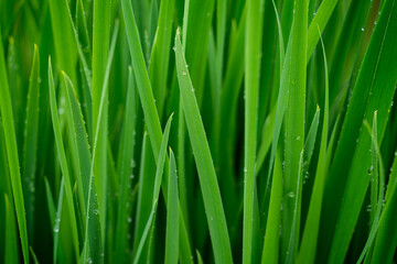 Fototapeta na wymiar Green grass on meadow with drops of water. Morning dew droplets