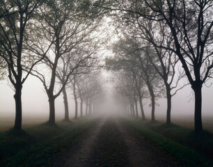 road, avenue, fog, autumn, 
