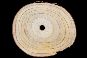 Paulownia wooden slice with annual rings (growth rings) isolated on black background. Fast-growing...