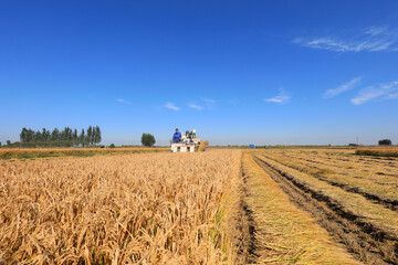 LUANNAN COUNTY, Hebei Province, China - October 12, 2020: Farmers are turning and drying rice in the North China Plain