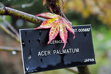 Acer Palmatum leaf . Japanese maple.
