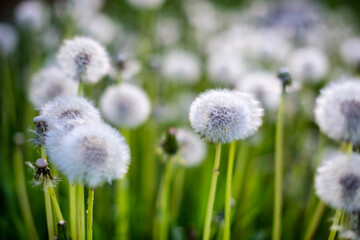 A macro photo of puff-ball heads. White full dandelion clocks (Taraxacum officinale) with a bokeh background
