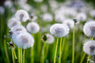 Obraz premium A macro photo of puff-ball heads. White full dandelion clocks (Taraxacum officinale) with a bokeh background