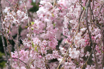 Obraz premium pink cherry blossom in spring